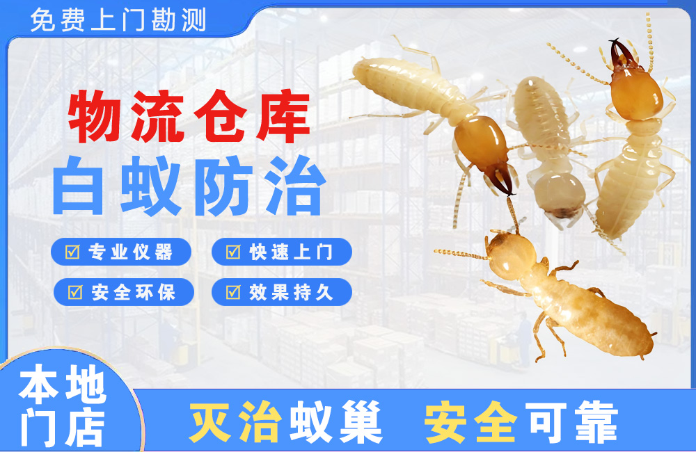 武义县物流仓库白蚁防治