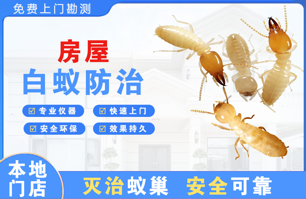 武义县房屋白蚁防治