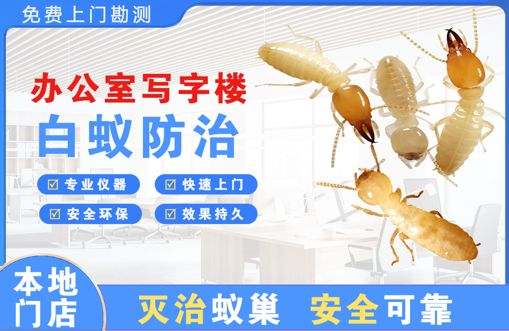 武义县办公室写字楼白蚁防治