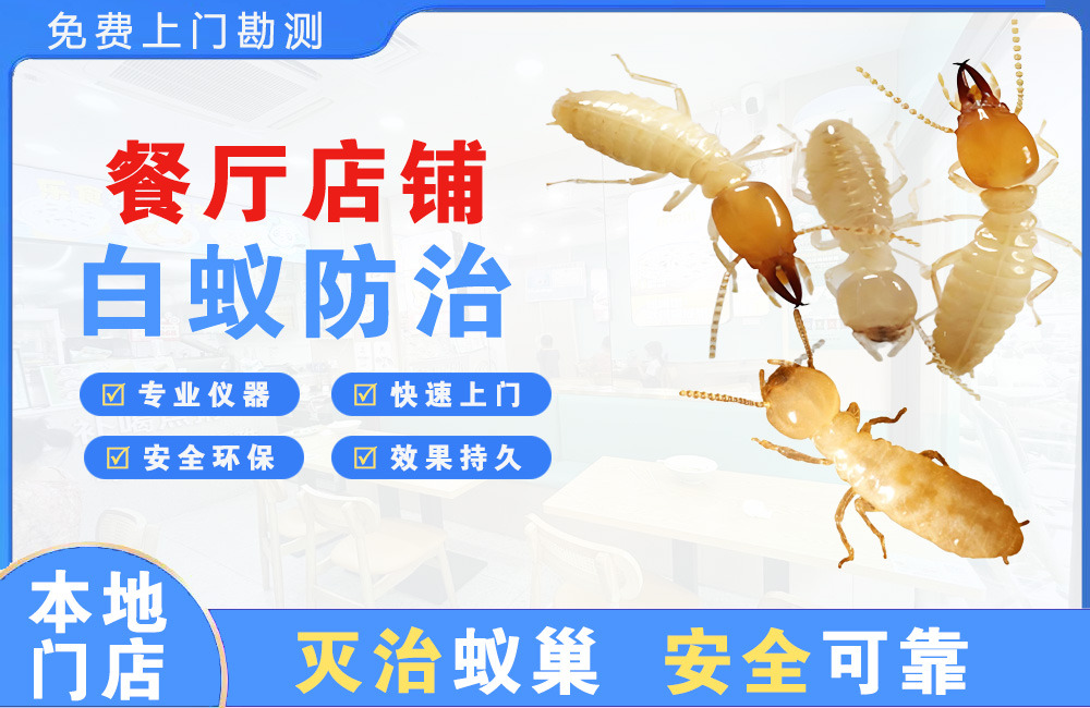 武义县餐厅店铺白蚁防治
